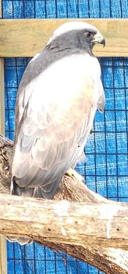 Last excursion of the day.  We stopped at a Wild Bird Sanctuary that operated purely on donations.  If you're in the are