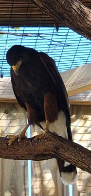 Last excursion of the day.  We stopped at a Wild Bird Sanctuary that operated purely on donations.  If you're in the are