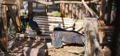 Last excursion of the day.  We stopped at a Wild Bird Sanctuary that operated purely on donations.  If you're in the are