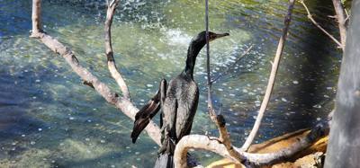 Last excursion of the day.  We stopped at a Wild Bird Sanctuary that operated purely on donations.  If you're in the are