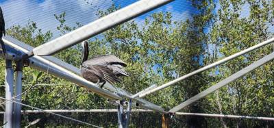 Last excursion of the day.  We stopped at a Wild Bird Sanctuary that operated purely on donations.  If you're in the are