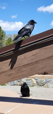 Canyon Village and Yellowstone Lake.  The ravens were everywhere and HUGE!  The lake was huge too.