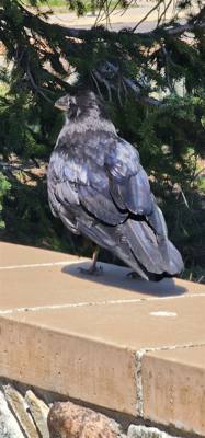 Canyon Village and Yellowstone Lake.  The ravens were everywhere and HUGE!  The lake was huge too.