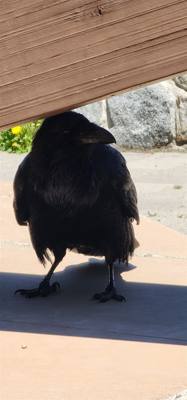 Canyon Village and Yellowstone Lake.  The ravens were everywhere and HUGE!  The lake was huge too.