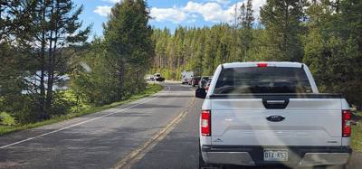 The leading cause of Yellowstone traffic jams is...

(Hint: Zoom in)