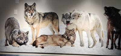 On our way from Island Park, ID to Victor, ID we decided to stop at the Grizzly and Wolf Center.  The wolves are pretty 