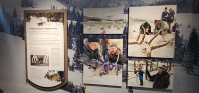 On our way from Island Park, ID to Victor, ID we decided to stop at the Grizzly and Wolf Center.  The wolves are pretty 