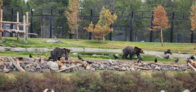 On our way from Island Park, ID to Victor, ID we decided to stop at the Grizzly and Wolf Center.  The wolves are pretty 