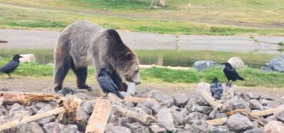 On our way from Island Park, ID to Victor, ID we decided to stop at the Grizzly and Wolf Center.  The wolves are pretty 