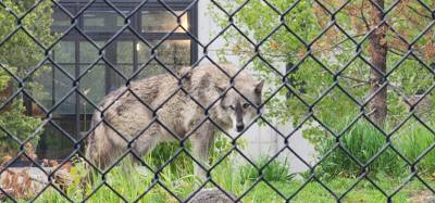 On our way from Island Park, ID to Victor, ID we decided to stop at the Grizzly and Wolf Center.  The wolves are pretty 