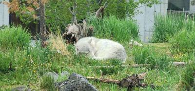 On our way from Island Park, ID to Victor, ID we decided to stop at the Grizzly and Wolf Center.  The wolves are pretty 