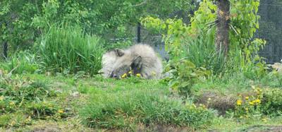 On our way from Island Park, ID to Victor, ID we decided to stop at the Grizzly and Wolf Center.  The wolves are pretty 