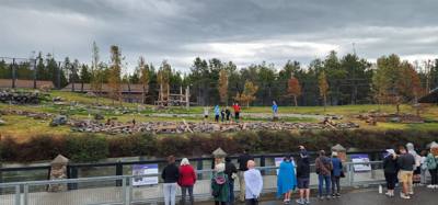 On our way from Island Park, ID to Victor, ID we decided to stop at the Grizzly and Wolf Center.  The wolves are pretty 