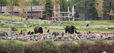 On our way from Island Park, ID to Victor, ID we decided to stop at the Grizzly and Wolf Center.  The wolves are pretty 