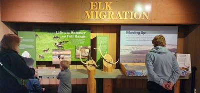 First stop this morning was the National Elk Refuge.  They said in the winter about 9600 to come down to the refuge.
