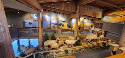 First stop this morning was the National Elk Refuge.  They said in the winter about 9600 to come down to the refuge.