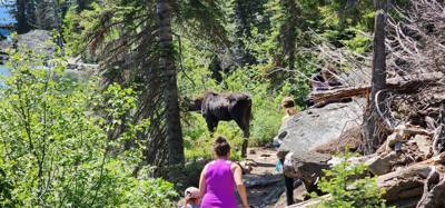 Decided to get the juices flowing this morning with a hike around Jenny Lake. Technically half way around. Took a boat