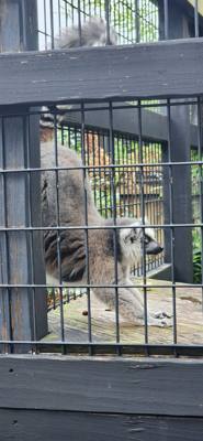 I don't know what it is about these little roadside animal attractions but they're hidden gems.  You get up close with t