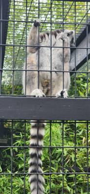 I don't know what it is about these little roadside animal attractions but they're hidden gems.  You get up close with t