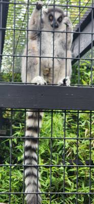 I don't know what it is about these little roadside animal attractions but they're hidden gems.  You get up close with t