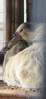 I don't know what it is about these little roadside animal attractions but they're hidden gems.  You get up close with t