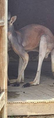 I don't know what it is about these little roadside animal attractions but they're hidden gems.  You get up close with t