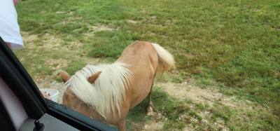 I don't know what it is about these little roadside animal attractions but they're hidden gems.  You get up close with t