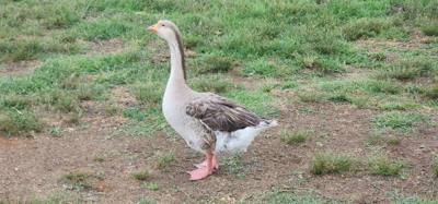 I don't know what it is about these little roadside animal attractions but they're hidden gems.  You get up close with t