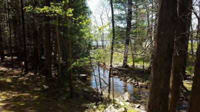 We took a hike around Eagle Lake in Acadia.  Utilized the carriage trails for part of it.  At one point we got off the b