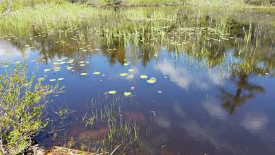 We took a hike around Eagle Lake in Acadia.  Utilized the carriage trails for part of it.  At one point we got off the b