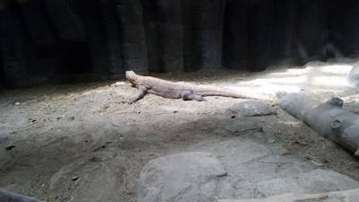 First on our Virginia Beach agenda for today was the Virginia Aquarium & Marine Science Center.  It was okay as far as a