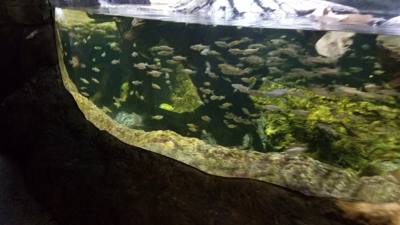 First on our Virginia Beach agenda for today was the Virginia Aquarium & Marine Science Center.  It was okay as far as a