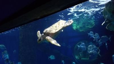First on our Virginia Beach agenda for today was the Virginia Aquarium & Marine Science Center.  It was okay as far as a