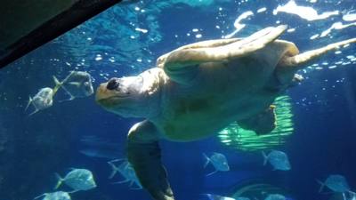 First on our Virginia Beach agenda for today was the Virginia Aquarium & Marine Science Center.  It was okay as far as a