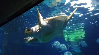 First on our Virginia Beach agenda for today was the Virginia Aquarium & Marine Science Center.  It was okay as far as a
