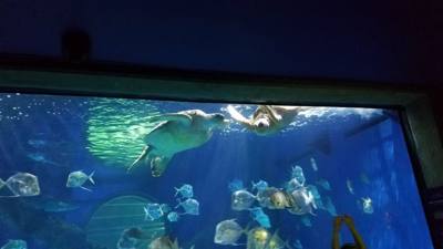 First on our Virginia Beach agenda for today was the Virginia Aquarium & Marine Science Center.  It was okay as far as a