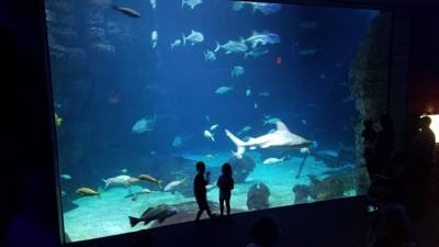 First on our Virginia Beach agenda for today was the Virginia Aquarium & Marine Science Center.  It was okay as far as a
