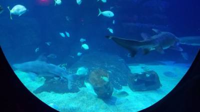 First on our Virginia Beach agenda for today was the Virginia Aquarium & Marine Science Center.  It was okay as far as a