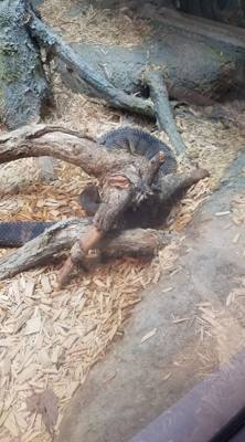 First on our Virginia Beach agenda for today was the Virginia Aquarium & Marine Science Center.  It was okay as far as a