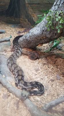First on our Virginia Beach agenda for today was the Virginia Aquarium & Marine Science Center.  It was okay as far as a