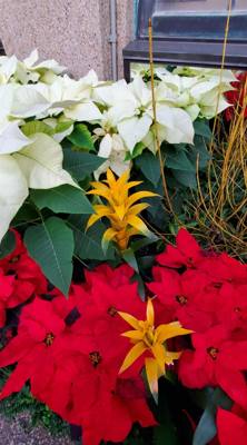 One of the must-see attractions in the area we visited was Longwood Gardens located in Kennett Square, Pennsylvania. The