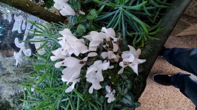 One of the must-see attractions in the area we visited was Longwood Gardens located in Kennett Square, Pennsylvania. The