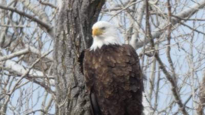 Sunday Funday...headed up to Loess Bluffs National Wildlife Refuge to see the eagles and migratory birds.  TONS of eagle