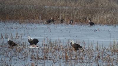 Sunday Funday...headed up to Loess Bluffs National Wildlife Refuge to see the eagles and migratory birds.  TONS of eagle