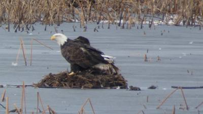 Sunday Funday...headed up to Loess Bluffs National Wildlife Refuge to see the eagles and migratory birds.  TONS of eagle