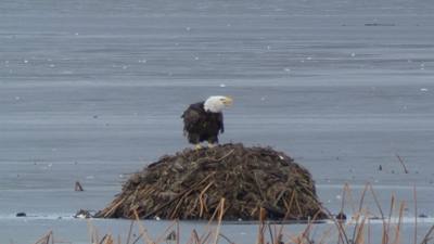 Sunday Funday...headed up to Loess Bluffs National Wildlife Refuge to see the eagles and migratory birds.  TONS of eagle