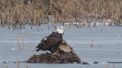 Sunday Funday...headed up to Loess Bluffs National Wildlife Refuge to see the eagles and migratory birds.  TONS of eagle
