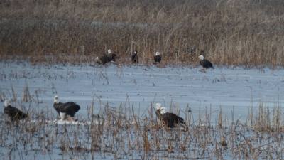 Sunday Funday...headed up to Loess Bluffs National Wildlife Refuge to see the eagles and migratory birds.  TONS of eagle