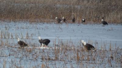 Sunday Funday...headed up to Loess Bluffs National Wildlife Refuge to see the eagles and migratory birds.  TONS of eagle