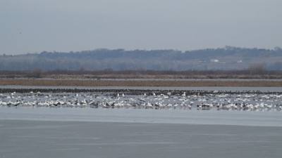 Sunday Funday...headed up to Loess Bluffs National Wildlife Refuge to see the eagles and migratory birds.  TONS of eagle